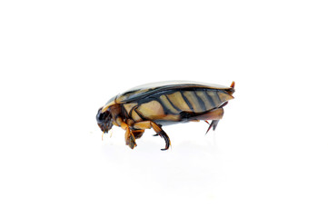 Yellow edge spanning a water beetles