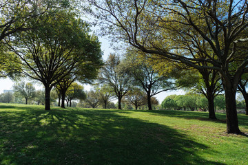 Trees and grass in the city park on a sunny spring morning in Dallas