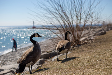 Canadian Geese in spring