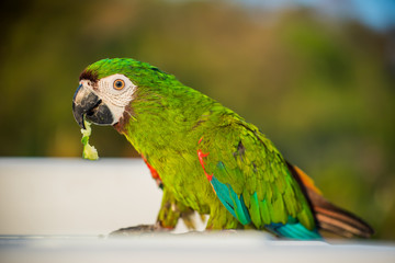 Parrot, lovely bird, animal and pet at the natural park