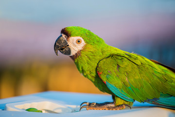 Parrot, lovely bird, animal and pet at the natural park