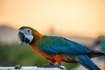 Parrot, lovely bird, animal and pet at the natural park