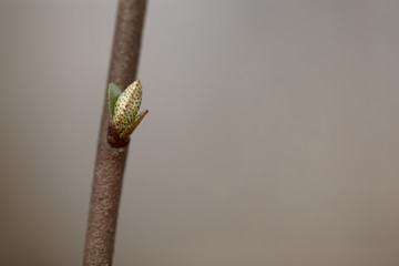 Leaf bud on stem