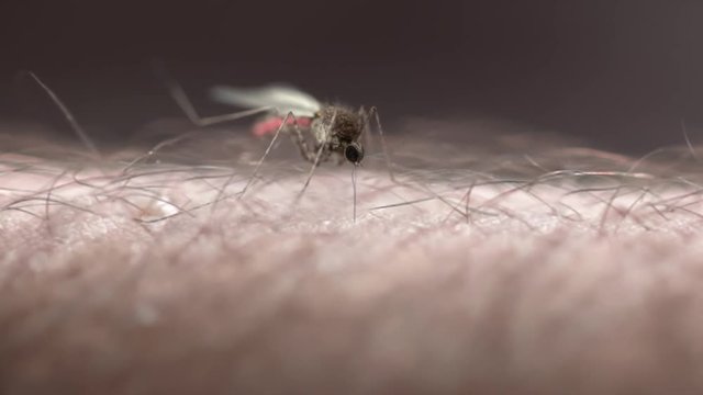 Animation of a mosquito blood sucking on human skin. Production quality footage in ProRes HQ codec.