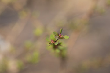 Pink spring bud with room for text