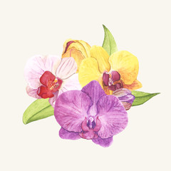 Hand drawn orchid flower isolated