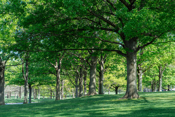Trees and grass in the city park on a sunny spring morning in Dallas