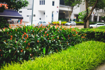 Singapore street with green trees and plants