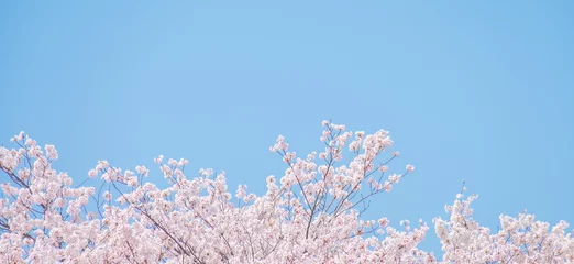 Fotobehang 桜・青空 © naka