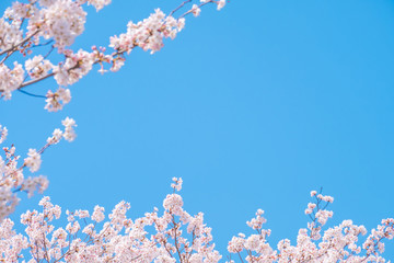 桜・青空