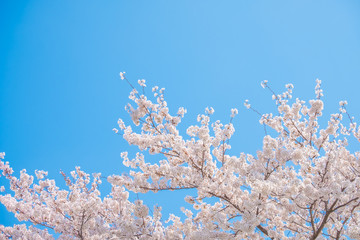 桜・青空