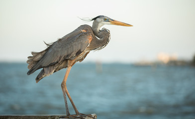 Obraz premium great blue heron perched on the pier at sunset