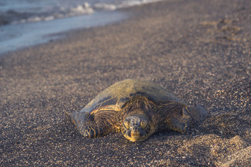Front View of Green Sea Turtle