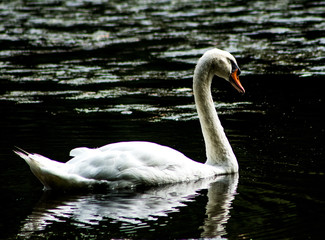 Swan 1