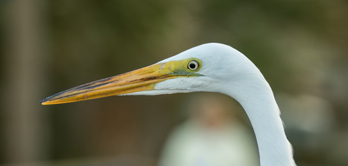 little egret gets a close up head shot