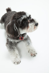 ミニチュアシュナイザー