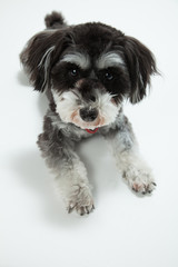 ミニチュアシュナイザー