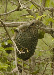 Deliciosa freuta Colombiana, dulce y de excelente sabor