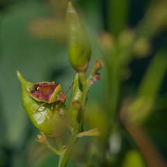 Brown and Green Stink Bug