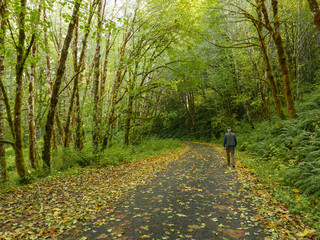Fototapeta premium Senior man walking down a quiet tree lined path into the woods