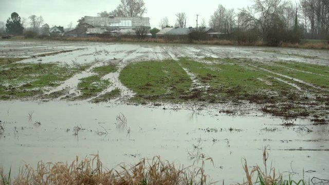 Farm Field Flooding, Heavy Rain 4K UHD. A shot of a farm field flooded during heavy rain. 4K. UHD.
