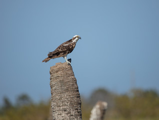 perched osprey poses for side profile