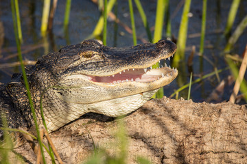 alligator eye glows bright with a toothy smile on a sunny day