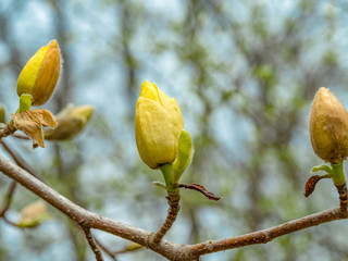Magnolia Buds Line Up to Celebrate Spring