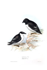Illustration of a bird