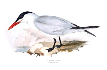 Illustration of a bird