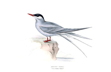 Illustration of a bird