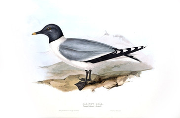 Illustration of a bird
