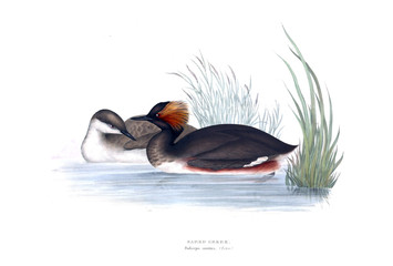 Illustration of a bird