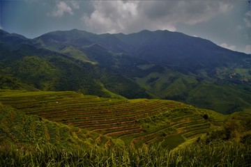 Fototapeta na wymiar Rice terraces in china