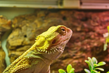 Zoo lizard