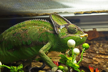 Green lizard