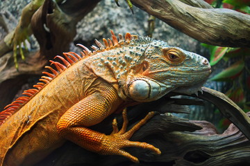 Zoo lizard
