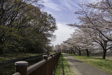 Fototapeta premium 見沼用水路沿いの桜