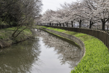 Fototapeta na wymiar 見沼用水路沿いの桜