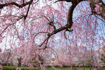 見沼氷川公園の満開のしだれ桜