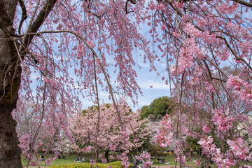 見沼氷川公園の満開のしだれ桜