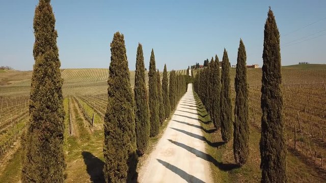 Tuscany, aerial landscape of a cypress avenue near the vineyards