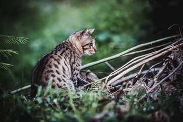 Bengal cat go hunting in forest. Animal life on nature background. Dark tone.