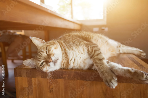 Cat Sleep On A Chair Stock Photo And Royalty Free Images On