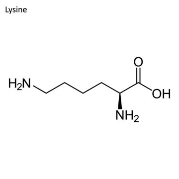 Skeletal formula of Lysine