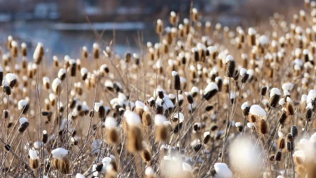 View of thick thistle field with snow on their heads near lake in Utah.