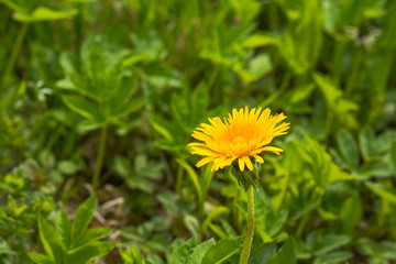 Obraz premium Close up of blooming yellow dandelion flowers Taraxacum officinale in garden on spring time. Detail of bright common dandelions in meadow at springtime. Used as a medical herb and food ingredient