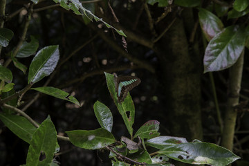 Resting Bluebottle Butterfly