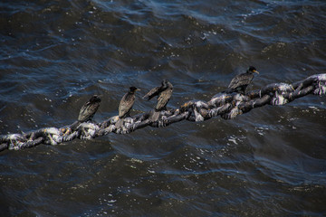 Fototapeta premium birds on a mooring chain