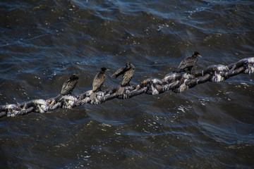birds on a mooring chain